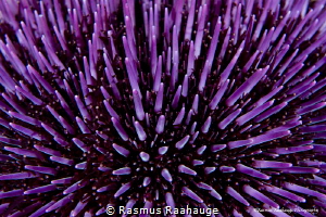 psychedelic purple by Rasmus Raahauge 
